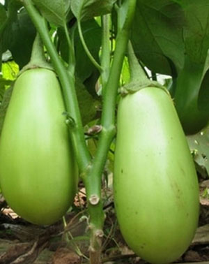 茄子果期沖施肥使用 綠茄子沖施肥使用技(jì)術(shù)